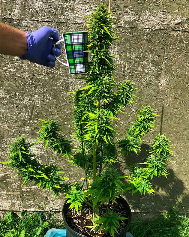 Сбор урожая конопли Сравнение соцветия на центрально коле с кружкой