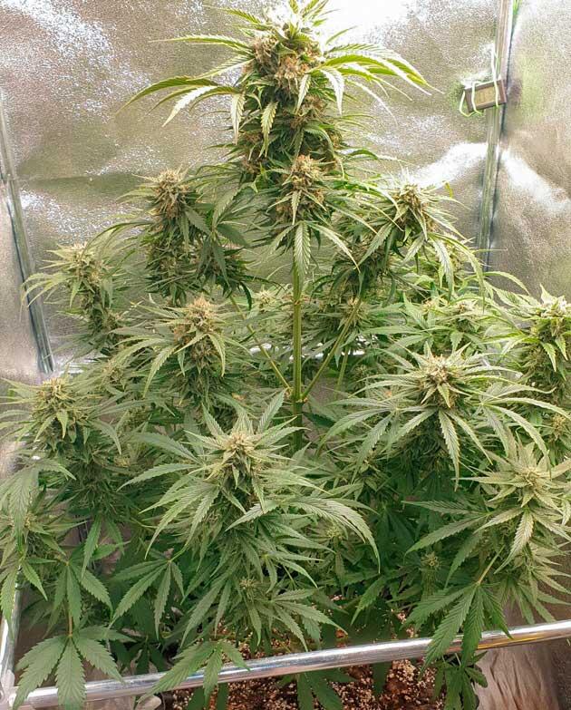 Плотные соцветия и увеличение количества смолы Куст Hellfire OG Auto от 7CH American ростом 85 см
