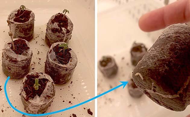 Проращивание White Widow Auto