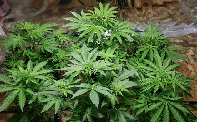 Рост Мимоза Шот после перевода в цветение Mimosa Shot: выстрел в рост