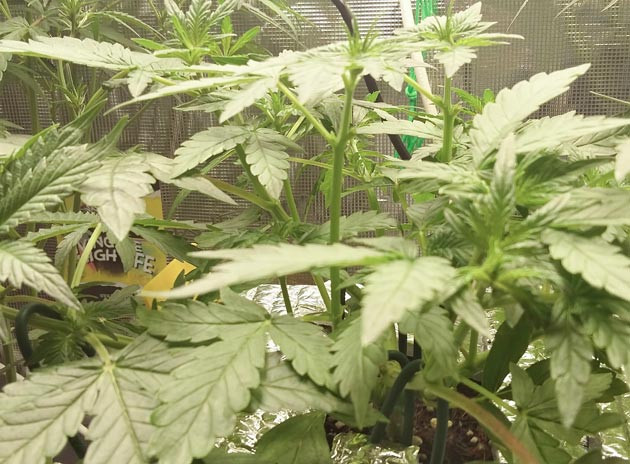 Появление соцветий на макушках куста каннабиса Стремительный рост куста конопли на 6 неделе выращивания