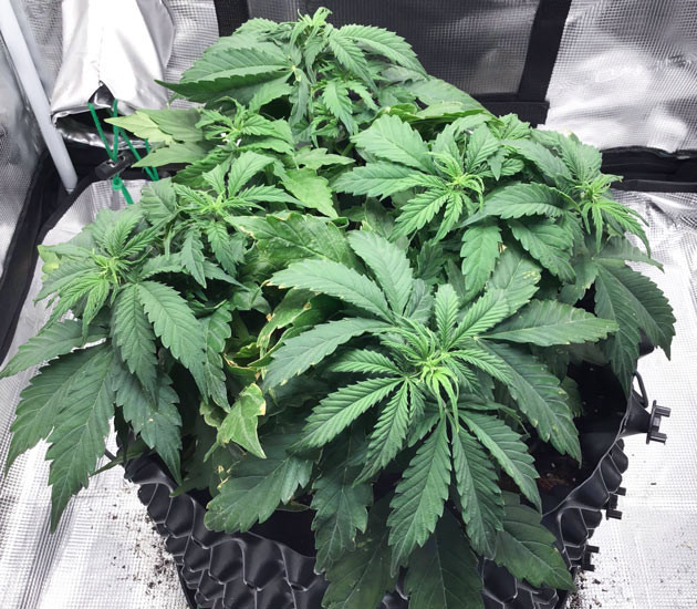 Полив Годзилла кукис авто и LST на веге Предцветение Godzilla Cookies Auto