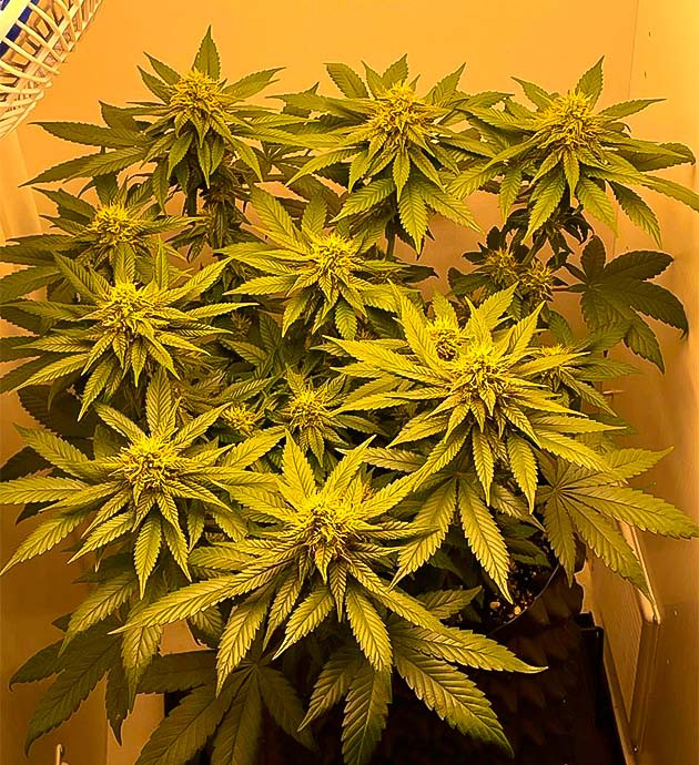 Куст Dos-Vi-Dos fem на 9-10 неделе выращивания