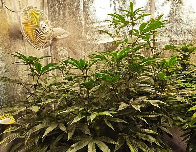 Начало цветения конопли Формирование соцветий каннабиса