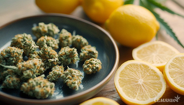 Эффекты лимонена в конопле Терпен лимонен и его влияние