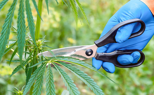Обрезка конопли