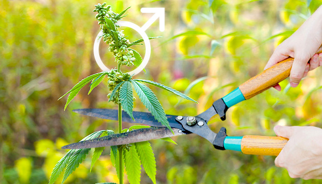 Удаление мужской дички Срезание конопли мужского пола