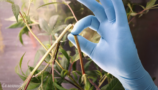 Суперкроппинг конопли