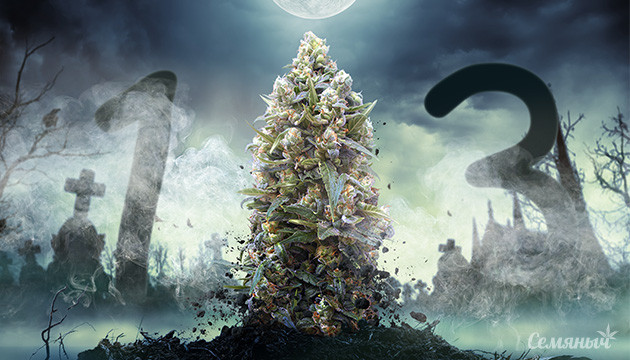 Сорта на пятницу 13 Конопля на кладбище