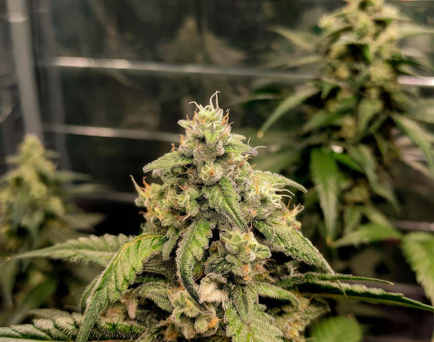 Куст Strawberry Gorilla Auto от FastBuds на 8 неделе