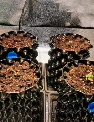 Пересадка в эйр-поты Ростки в воздушных горшках