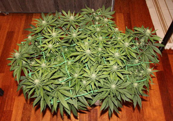 Использование SCRoG Установка сетки для скрога