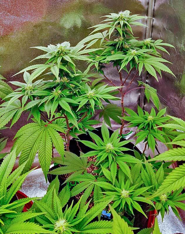 Кусты Biscotti Mintz на фазе цветения