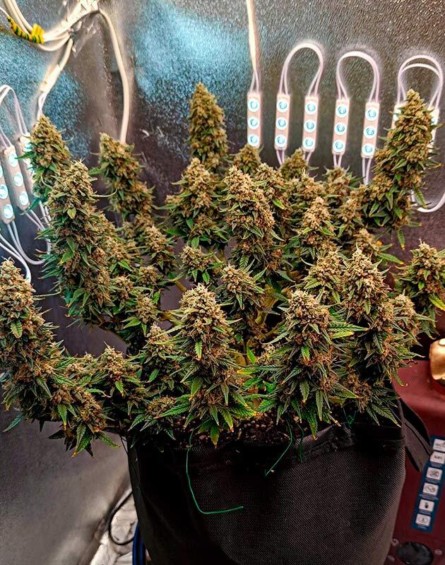 Crystal WW Autoflower на последней неделе выращивания
