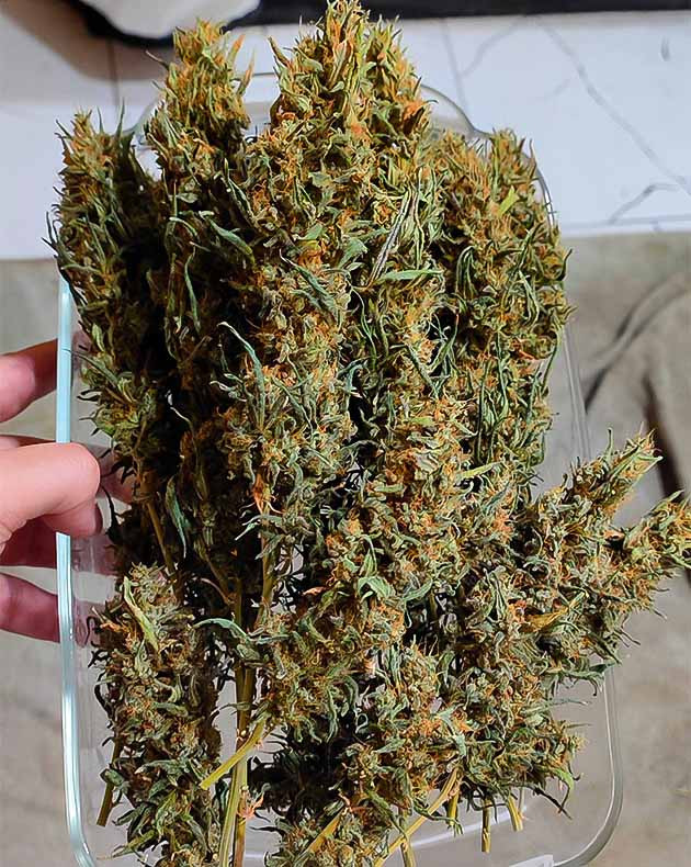 Сбор урожая и впечатления от грова Харвест