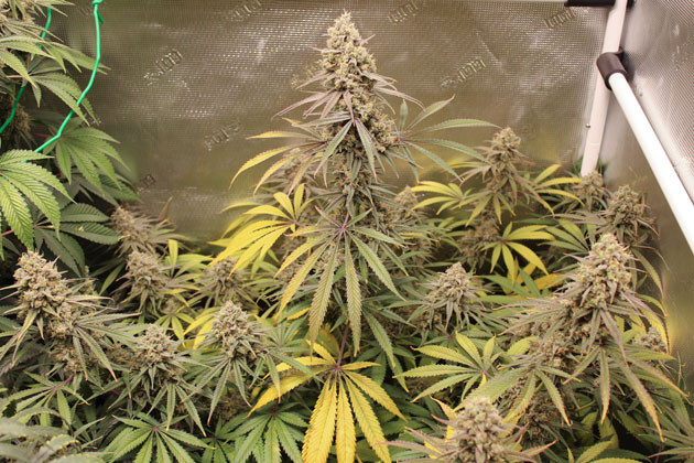 Подготовка к харвесту конопли Shiskaberry