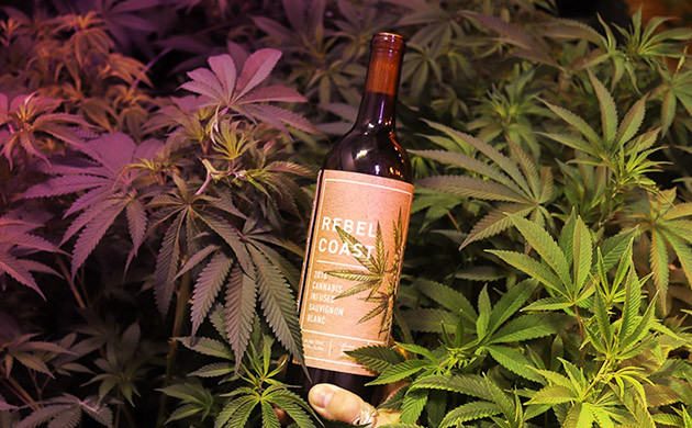 Вино с коноплей Вино Rebel Coast