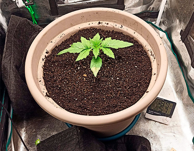 Стартовый этап роста Bruce Banner #3