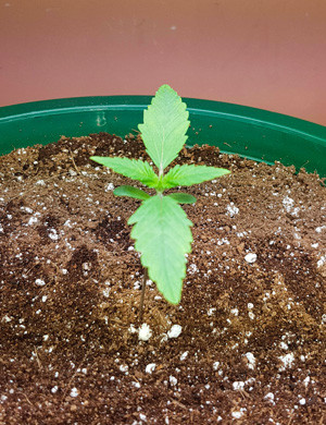 Формирование листьев каннабиса Растишка после высадки в горшок