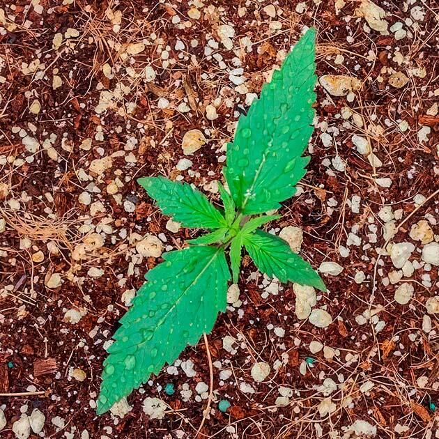 Росток конопли ростом 10 см