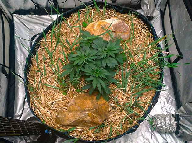 Неделя 4-5: рост марихуаны Blue Gelato 41