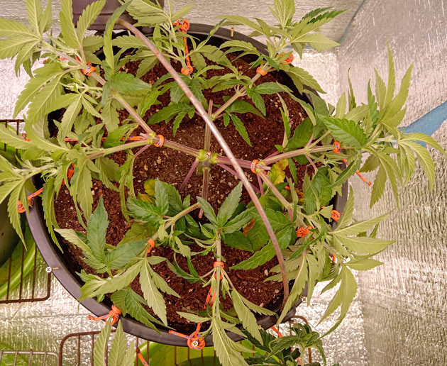 Куст Gelato 2 Auto от Семяныча на стадии вегетации