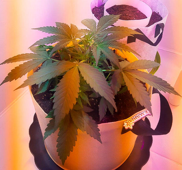LST конопли