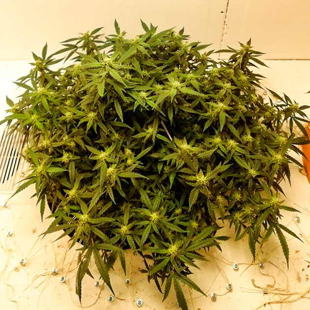 Куст Alpha 21 на цветении