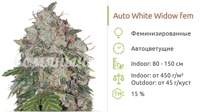  Auto White Widow от Pyramid Seeds