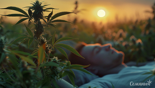 Подробно о конопле для сна