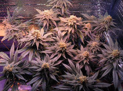 Созревший куст Fruit Punch fem Сорт конопли Fruit Punch fem перед сбором урожая