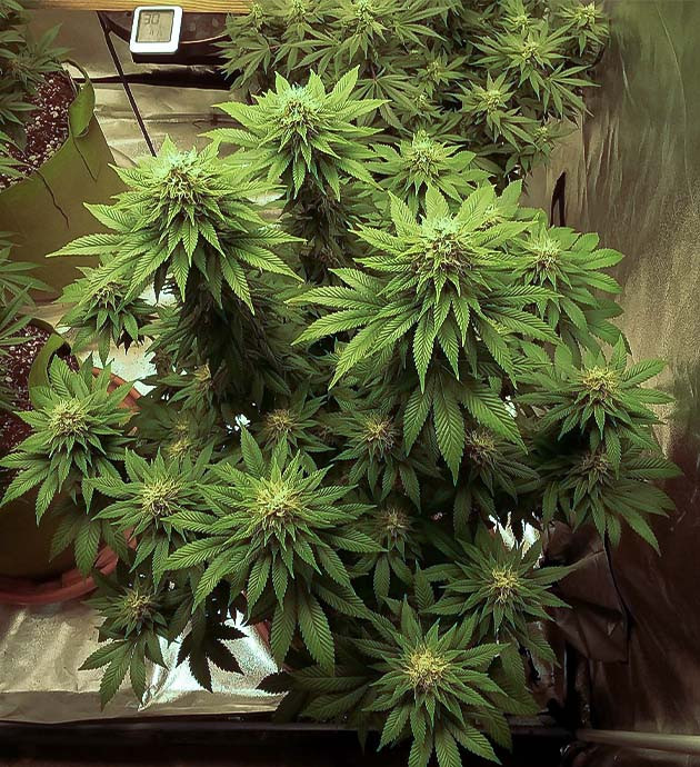 Выращивание сорта марихуаны Pineapple Chunk