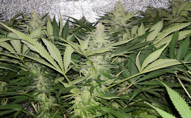 Появление аромата на 5 неделе цветения Шишки покрытые трихомами