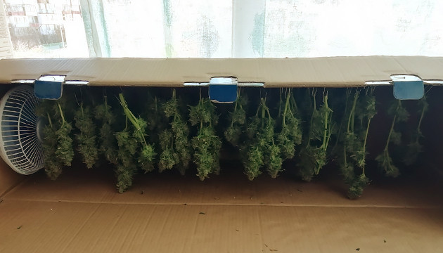 Сушка шишек и эффект от них Сушка урожая