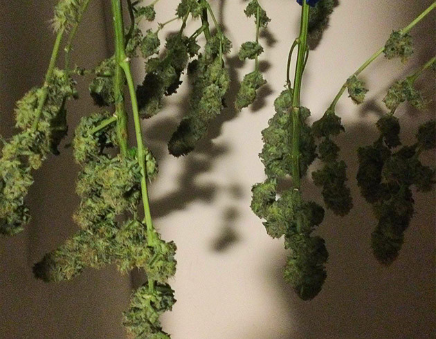 Вертикальная сушка конопли Сушка ветвей с шишками