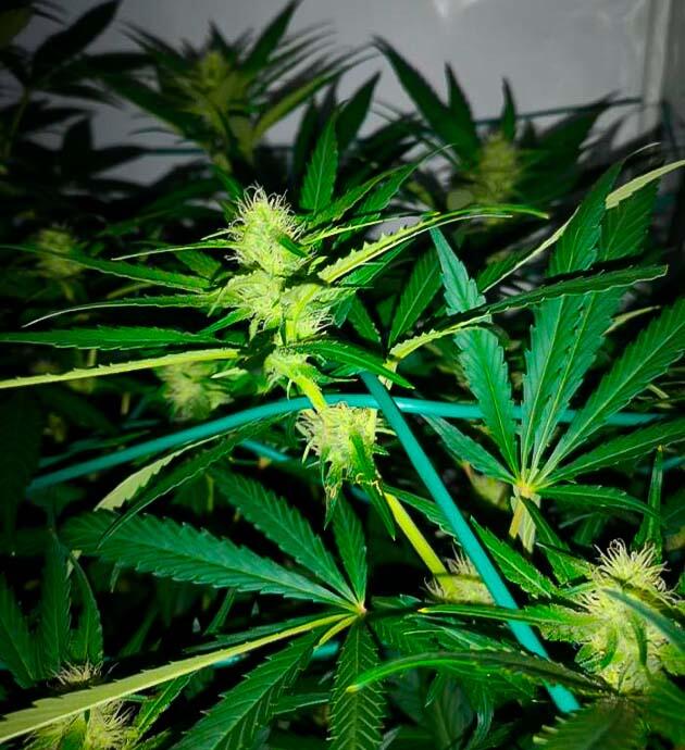 Куст GG4 Sherbet FF от FastBuds на 9 неделе развития