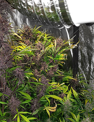 Куст LSD Auto перед харвестом