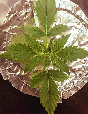 Развитие ростка на второй неделе выращивания Формирование новых пар листьев