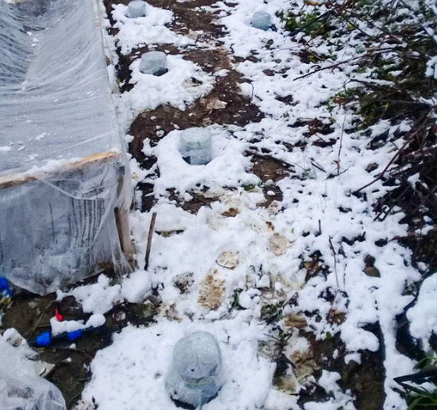 Заморозки в начале грова Снег выпавший на плантацию