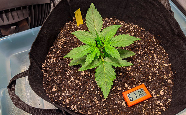 Набор зеленой массы на второй неделе роста Формирование третьего этажа листьев