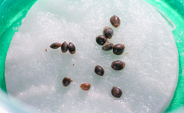 Проращивание в ватных дисках Семена на влажном ватном диске