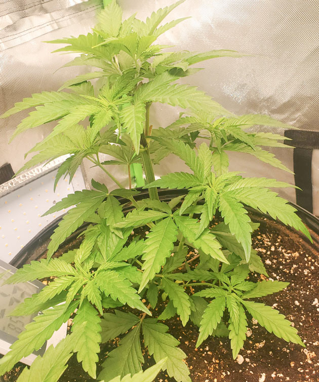 Резкий рост Cafe Racer Удвоение роста Cafe Racer