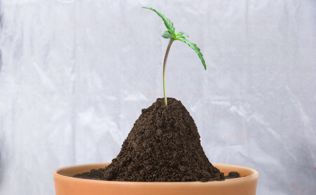 Насыпь из грунта у основания стебля