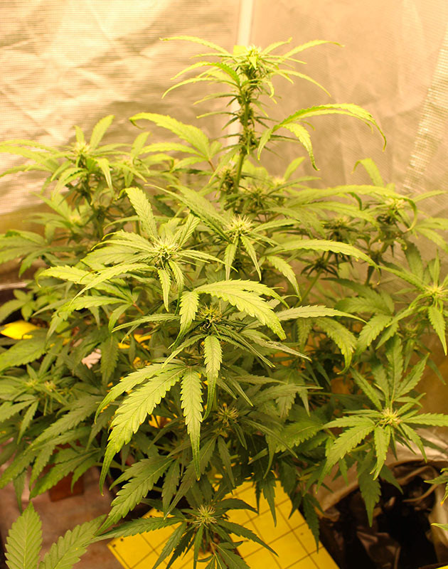 Первая неделя цветения растения марихуаны Формирование бутонов каннабиса