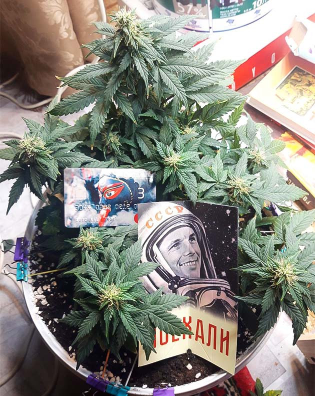 6 неделя выращивания Соцветия начали набухать