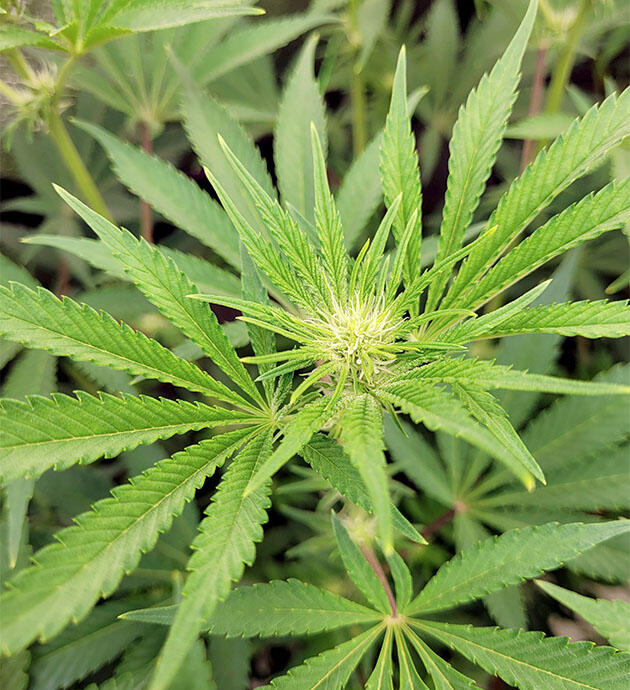 Активный рост конопли на 8 неделе выращивания Марихуана ростом 55 см