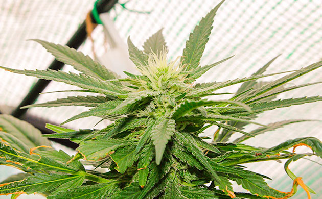 Дневник по выращиванию Pineapple Chunk Цветение сорта Pineapple Chunk