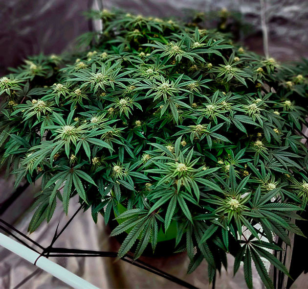 Формирование бутонов на кусте марихуаны