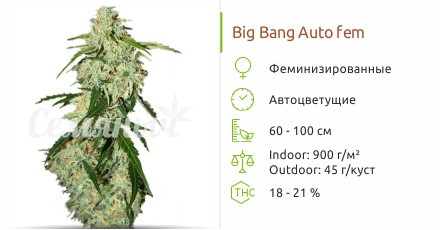 Сорт марихуаны Big Bang Auto Big Bang Auto от Green House Seeds