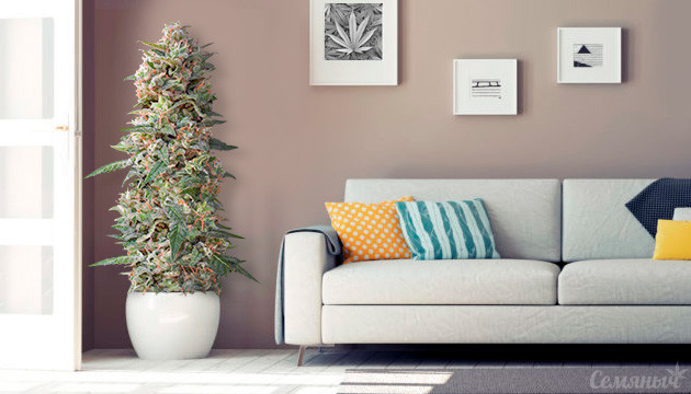 3 способа выращивания конопли в домашних условиях